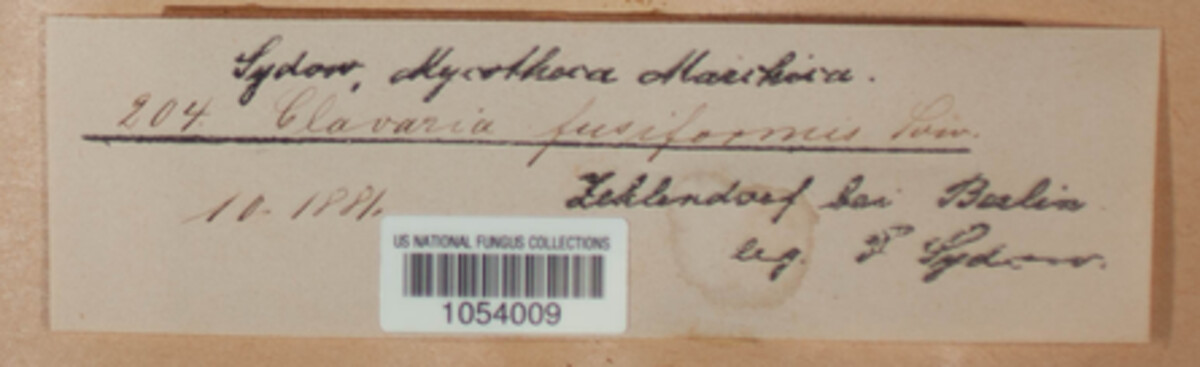 Clavulinopsis fusiformis image